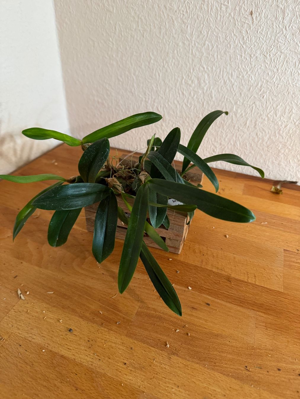 Plantes & graines: Bulbophyllum falcatum – D'occasion à Männedorf par mrclst
