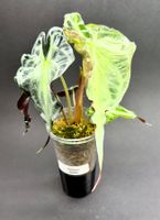 🌿 Alocasia ‘Venom’ #2