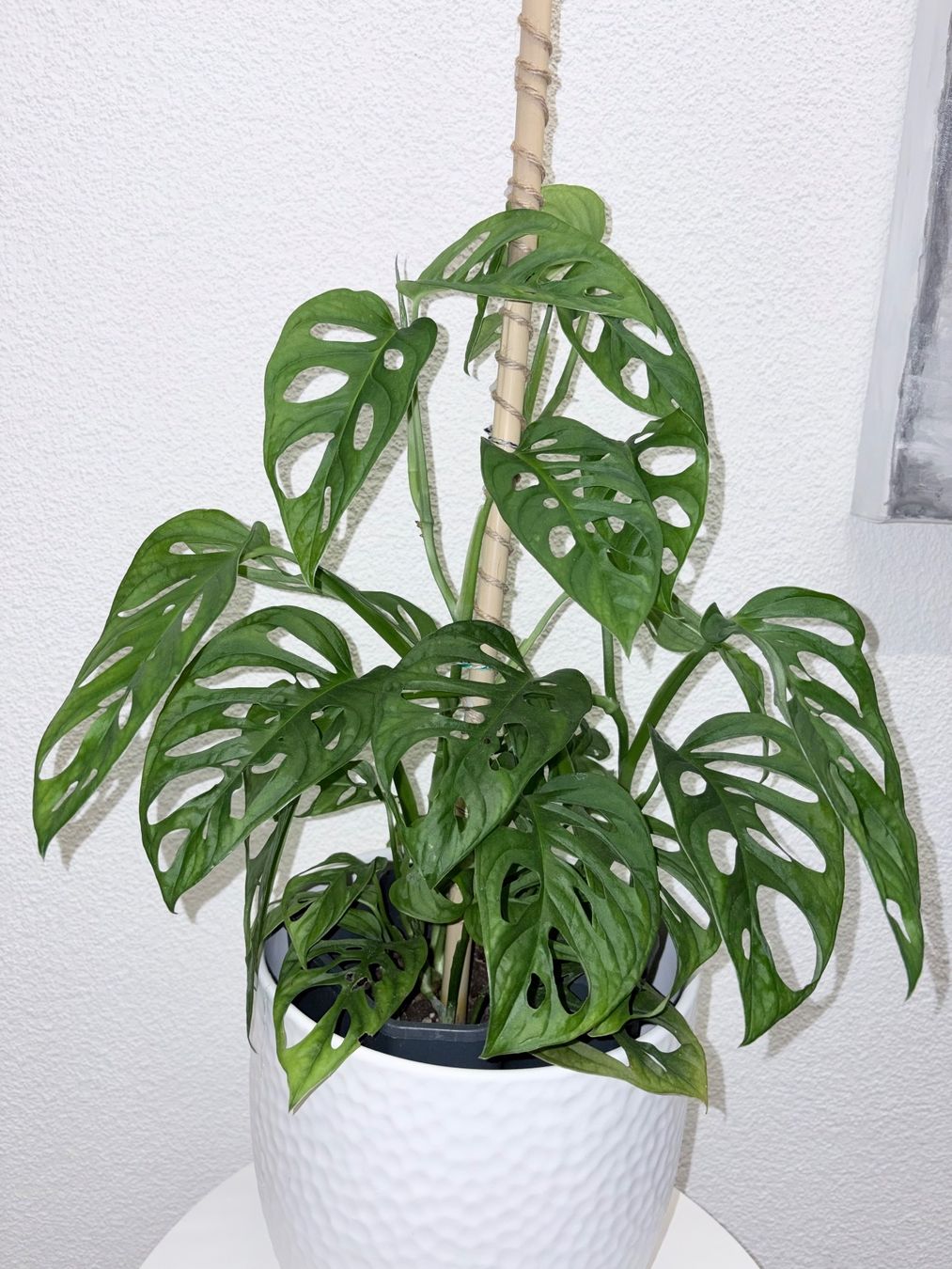 Pflanzen & Samen: Monstera 'Monkey Leaf Monstera adansonii 60 cm – Gebraucht aus Kilchberg ZH von malibubeach 2