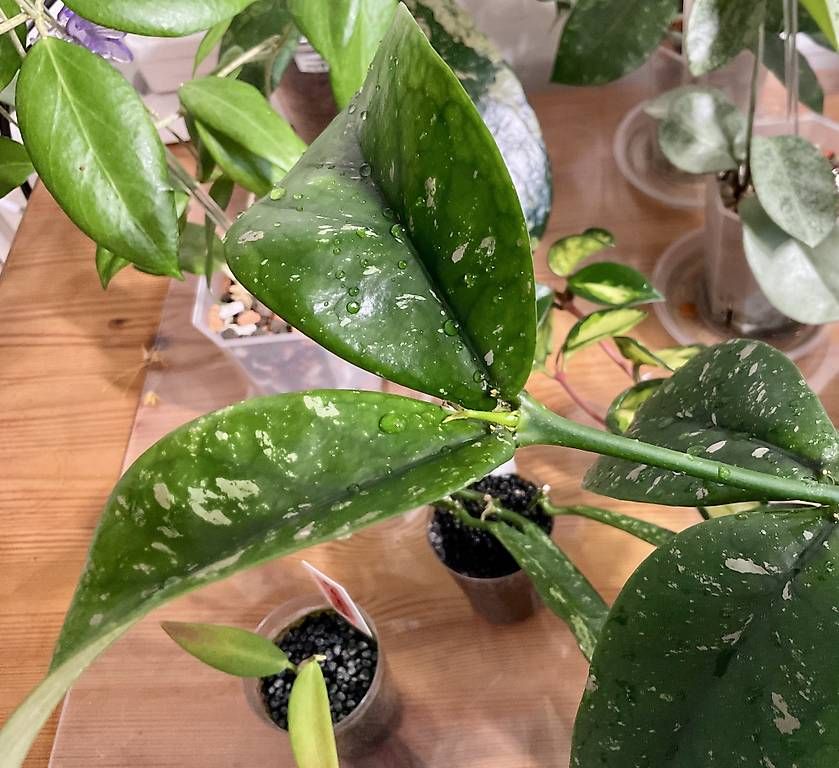 Piante & sementi: Hoya lobbi pink – Usato da Schönholzerswilen venduto da Leavylounge 3