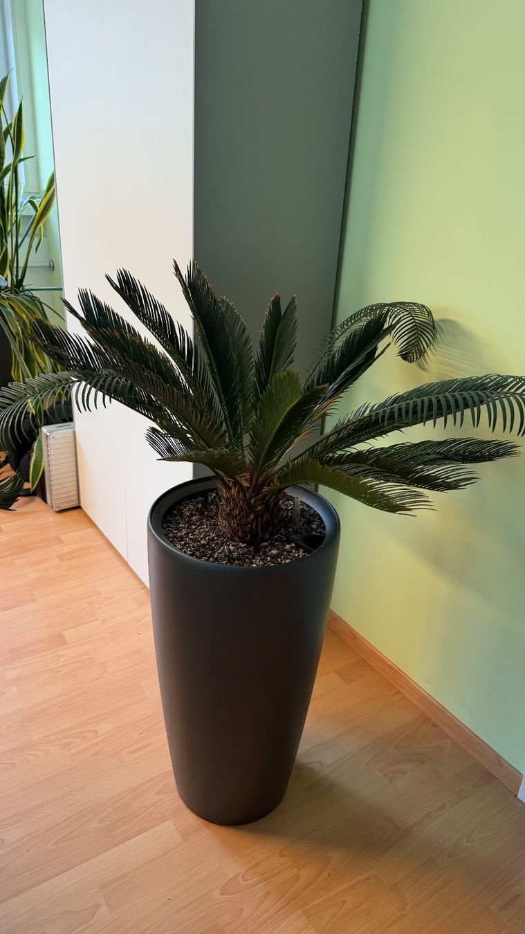 Piante & sementi: Cycas Palmfarn / Hydrokultur – Usato da Stäfa venduto da Sensor8712 1