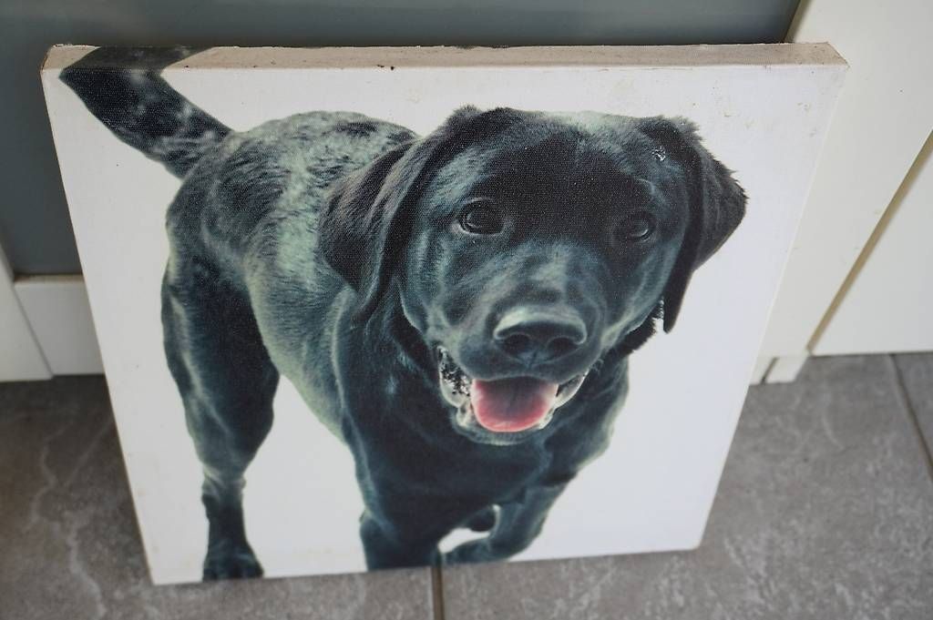 Dipinti: Hundegemälde – Usato da Kräiligen venduto da bero65