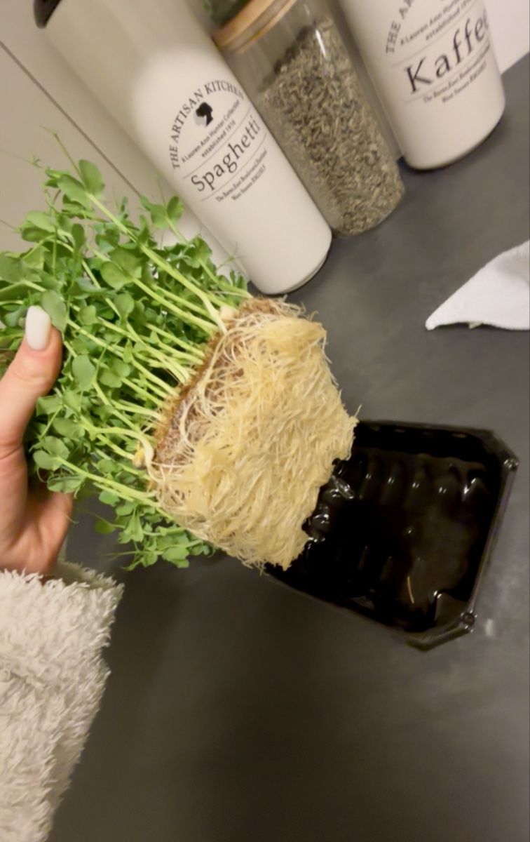 Pflanzen & Samen: Keimlinge/Microgreens Grenchen – Neu (gemäss Beschreibung) aus Grenchen von mar_hhk8 1