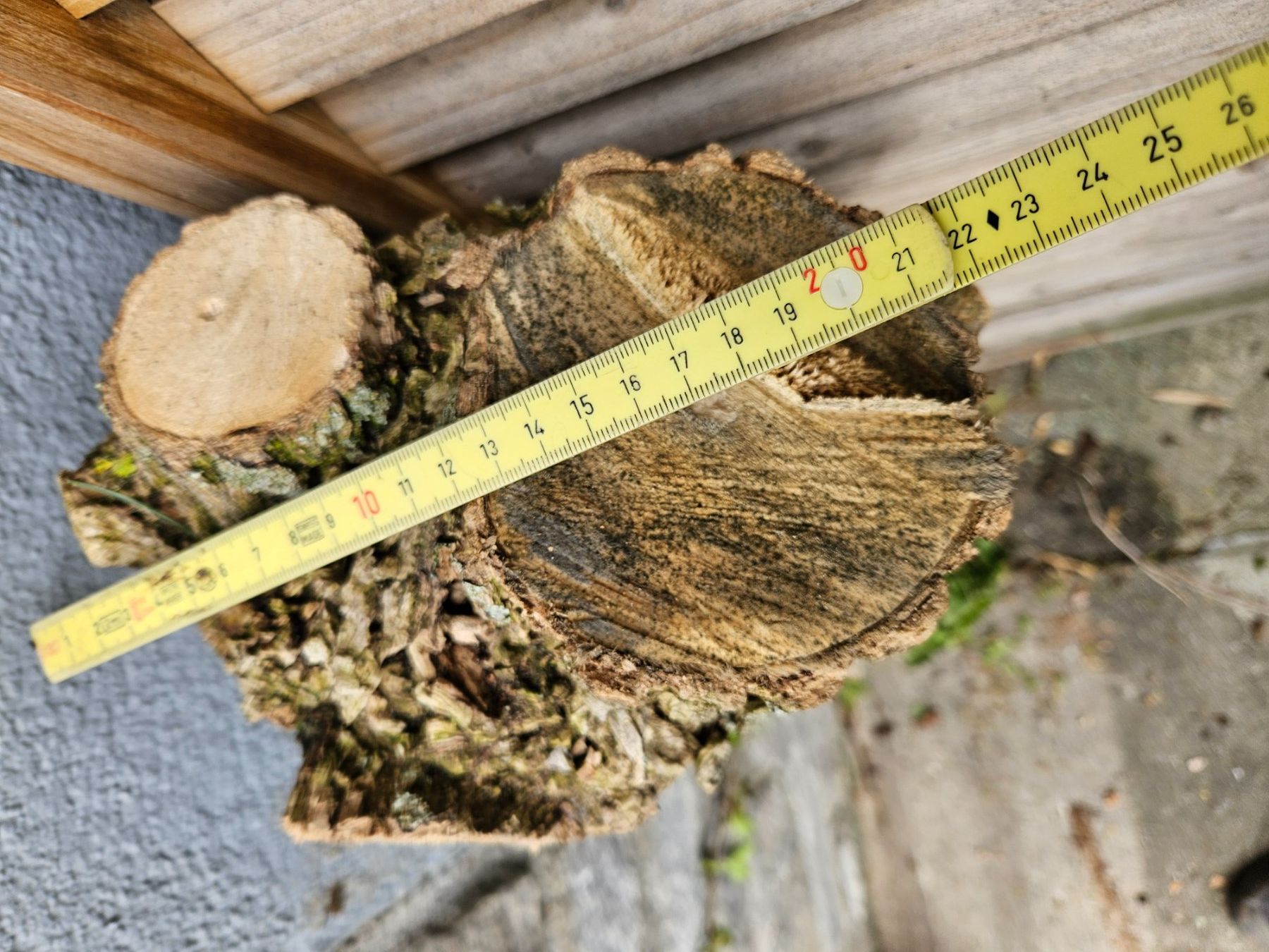 Holzartikel: Holunder Baumstamm zum Schnitzen – Gebraucht aus Hitzkirch von badules 5
