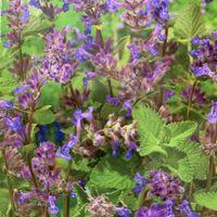KATZENMINZE (Nepeta mussinii) BIENENFREUNDLICH/ 15 Samen