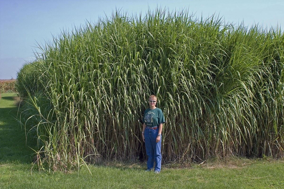 Piante & sementi: Miscanthus giganteus PLANT – Nuovo e nell'imballaggio originale da Bremblens venduto da FIBONACCI369