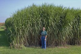 Miscanthus giganteus PLANT