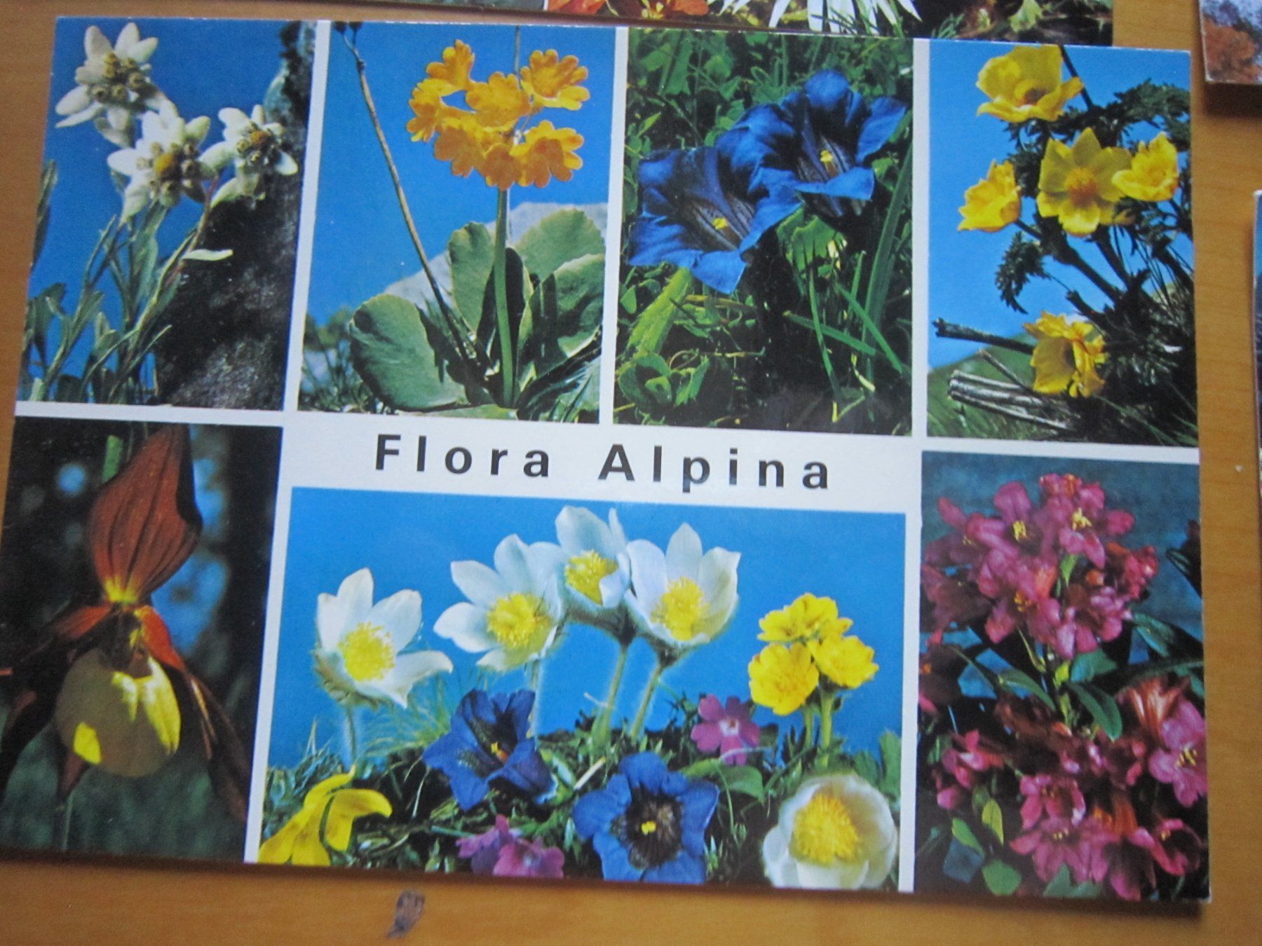 Ansichtskarten: No 2 Postkarten Bergblumen – Gebraucht aus Gordola von Polentaefung 2