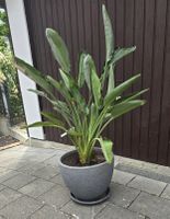 Königs-Strelitzie (Strelitzia reginae) 