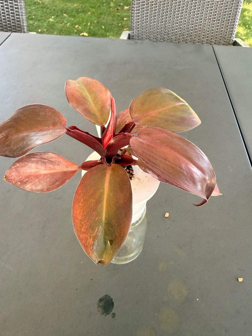 Piante & sementi: Philodendron Erubescens – Usato da Rafz venduto da jca_98p5 2