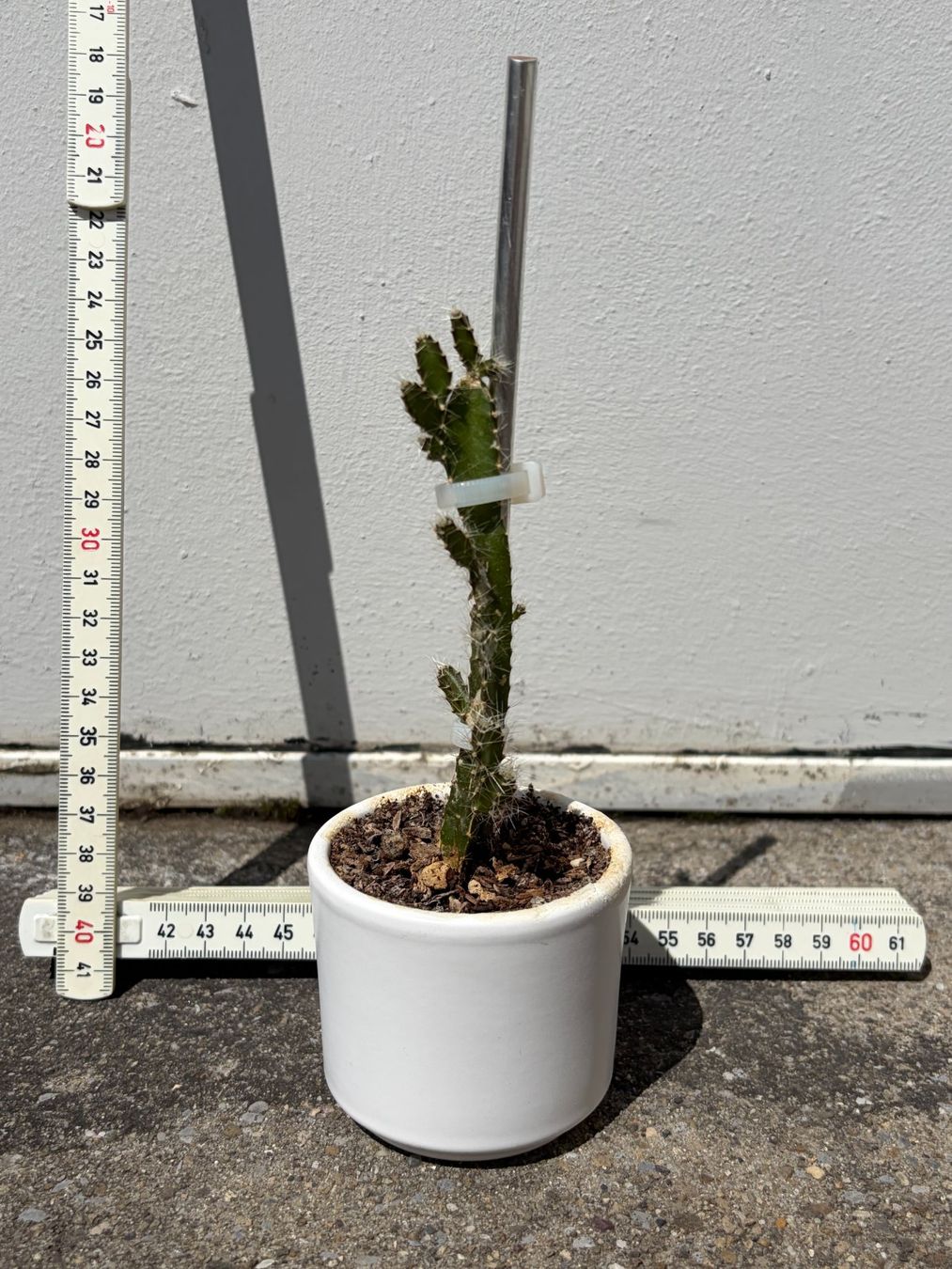Piante & sementi: Drachenfrucht-Pflanzen, (rotfleischige Drachenfrucht) – Usato da Boll venduto da NRie