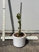 Drachenfrucht-Pflanzen, (rotfleischige Drachenfrucht)