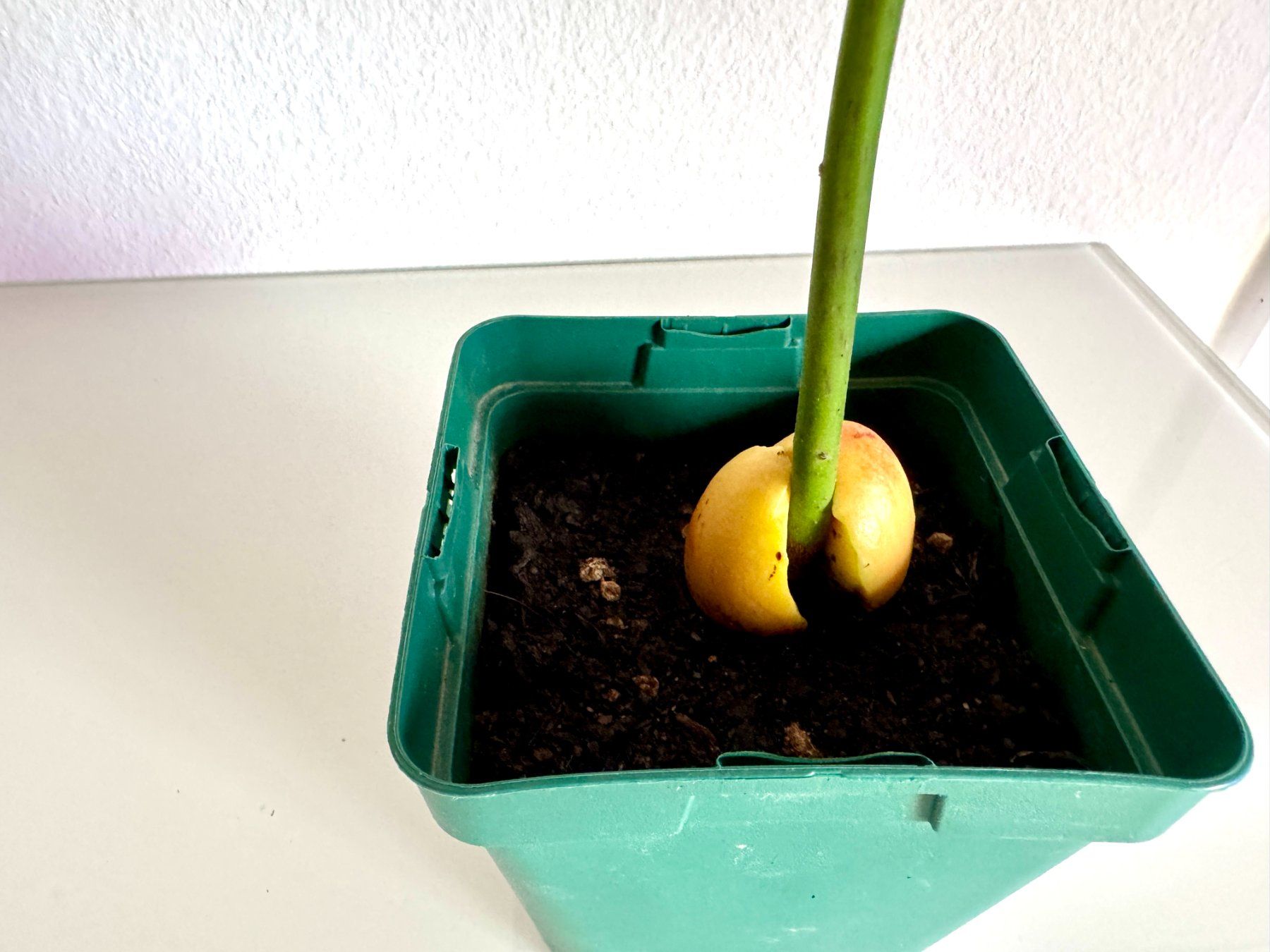 Piante & sementi: Avocado Baum – Usato da Schlieren venduto da Edgar_k 4