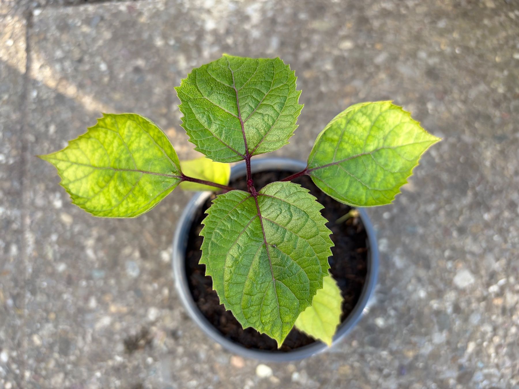Piante & sementi: Chinesischer Losbaum (Clerodendrum bungei) – Usato da Winterthur venduto da Aniger 1