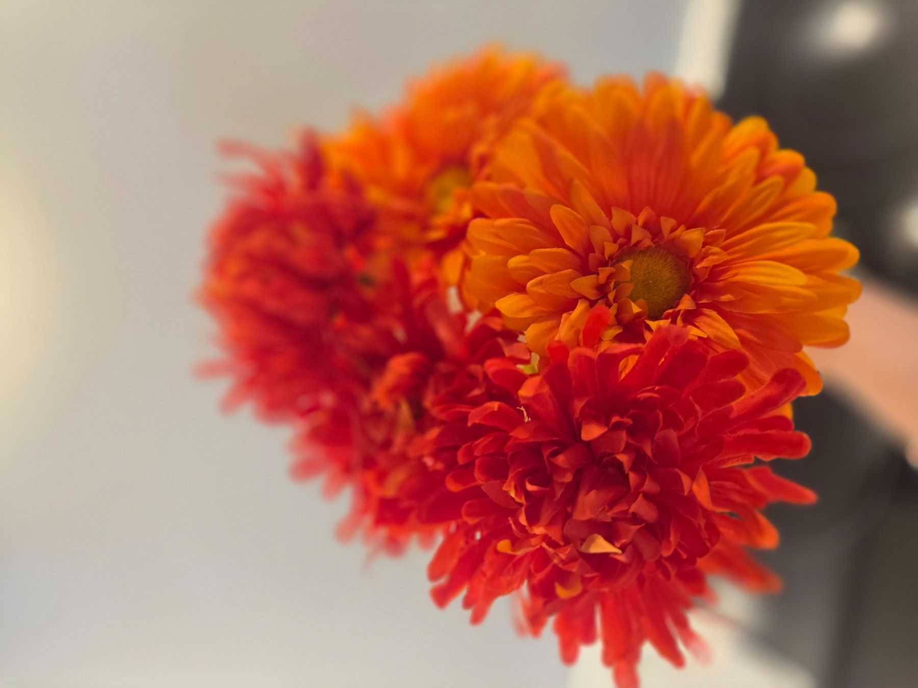 Plantes & graines: Blumen – D'occasion à Zürich par Lela-Mirela 3