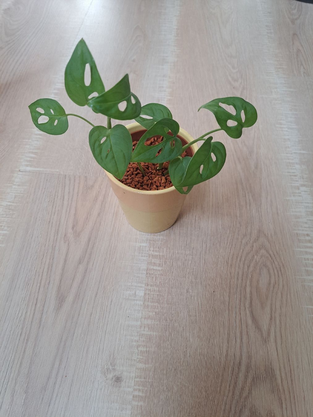 Pflanzen & Samen: Monstera adansonii – Neu (gemäss Beschreibung) aus Samstagern von mel_ks7d