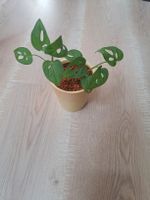 Monstera adansonii