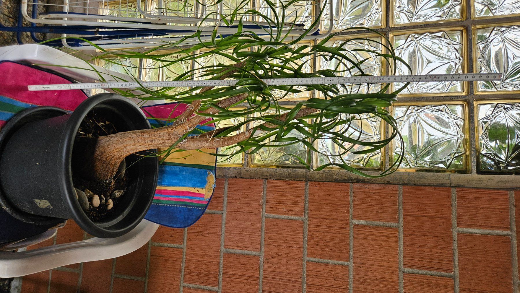 Plantes & graines: Elefantenfuss – D'occasion à Feldbrunnen par Kolosseum111 2