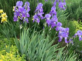 3 Bart-Iris Schwertlilien hitzebeständig Gartenpflanze
