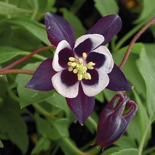 Pflanzen & Samen: Ancolie William Guiness 10g – Neu (gemäss Beschreibung) aus Bremblens von FIBONACCI369