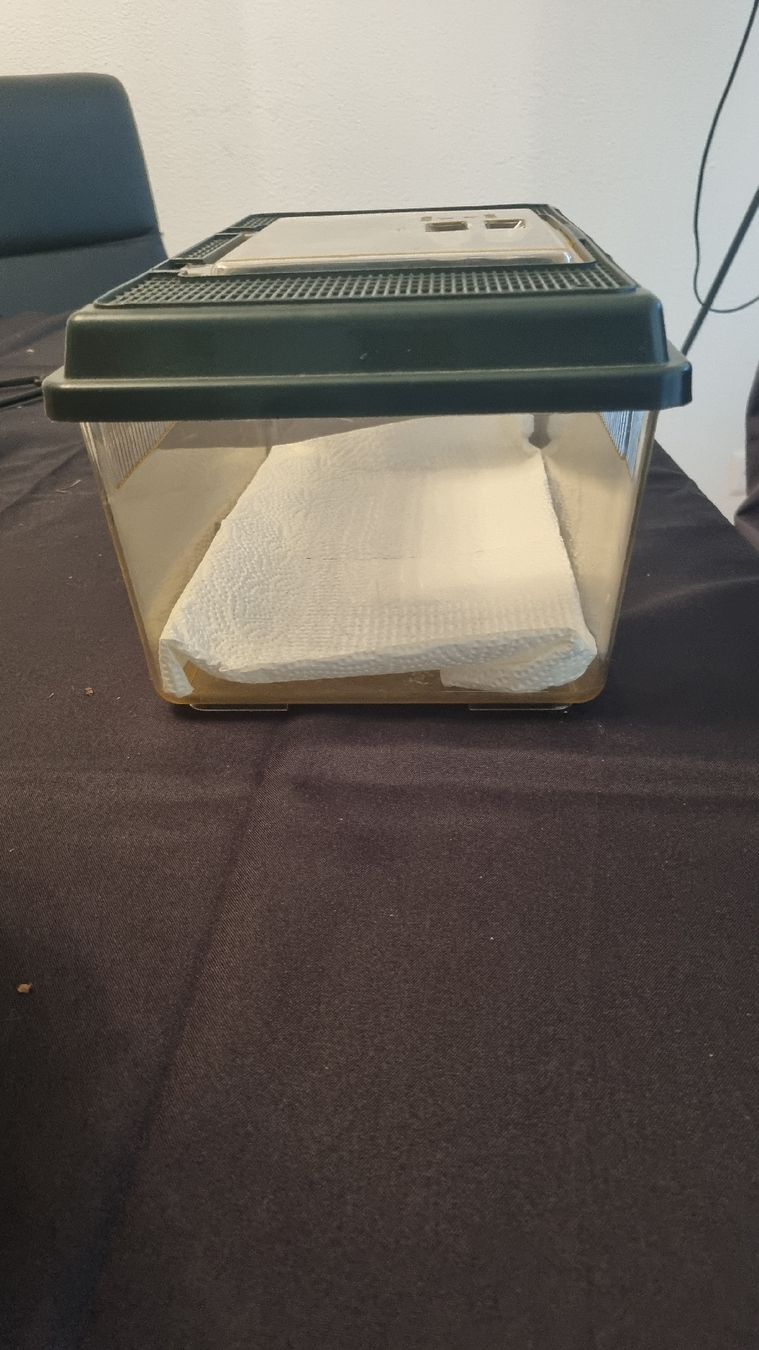 Cages, transport & sécurité: Reptilien Transportbox – D'occasion à Weinfelden par cor_mr8j 1