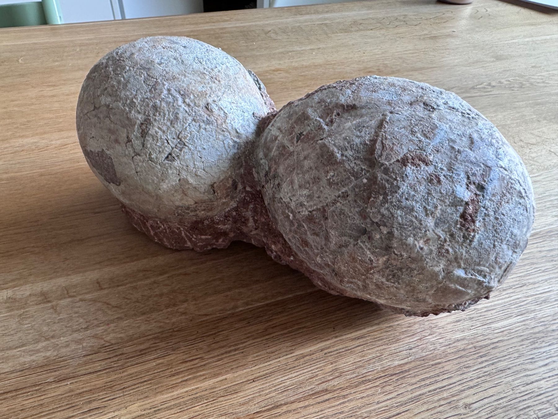 Fossili: Dinosaurier Fossil - Hadrosaurus/Dendroolithus Eier – Usato da Zürich venduto da xevious69 7