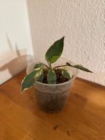 Philodendron Atabapoense variegata