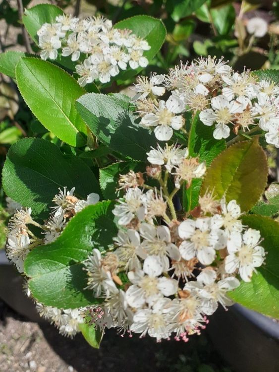 Aronia Strauch Apfelbeeren Viking mit Topf ca. 150 cm (1) Kaufen auf