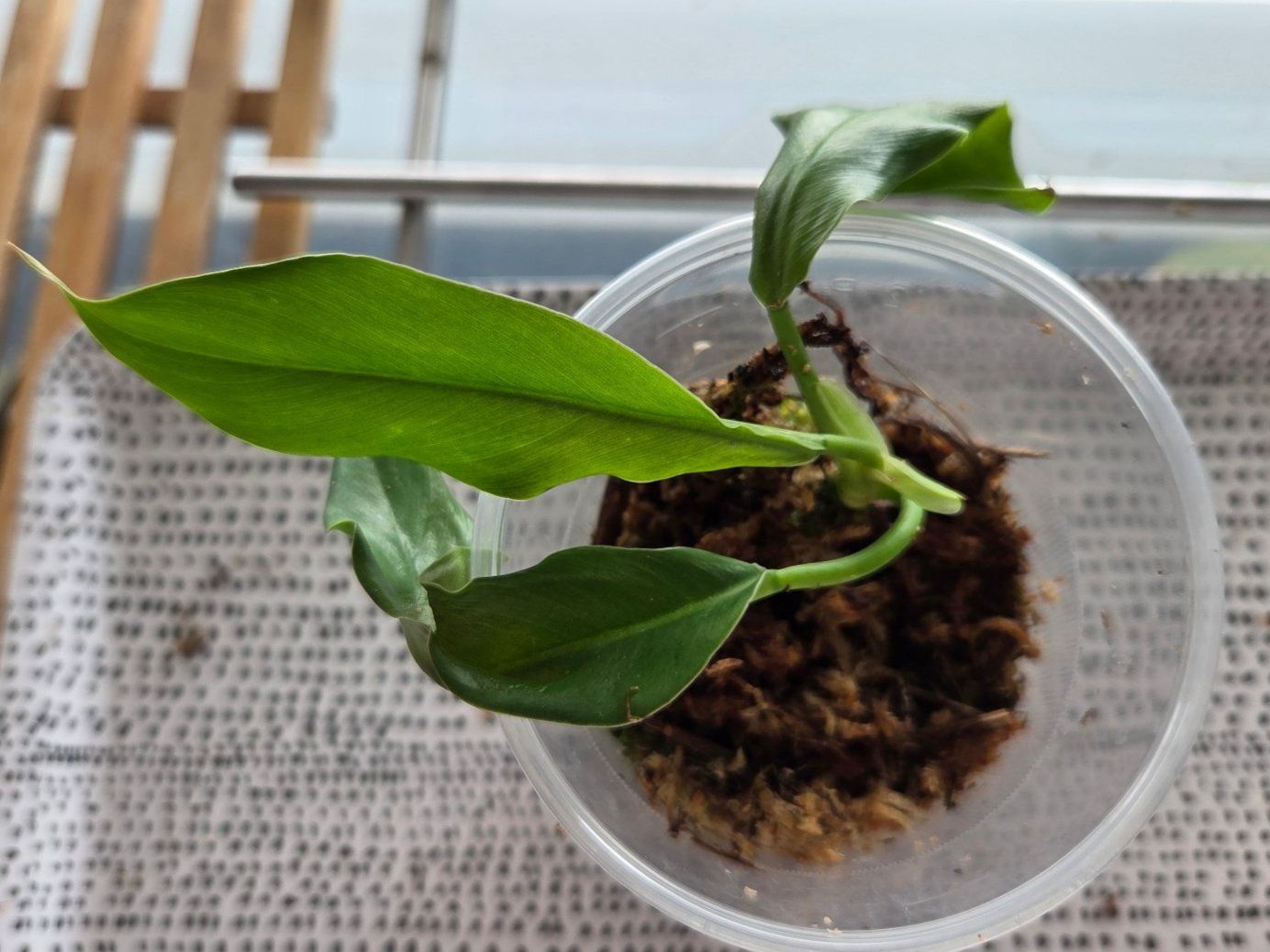 Piante & sementi: ** Philodendron Narrow 1** – Usato da Broc venduto da omegadlocks