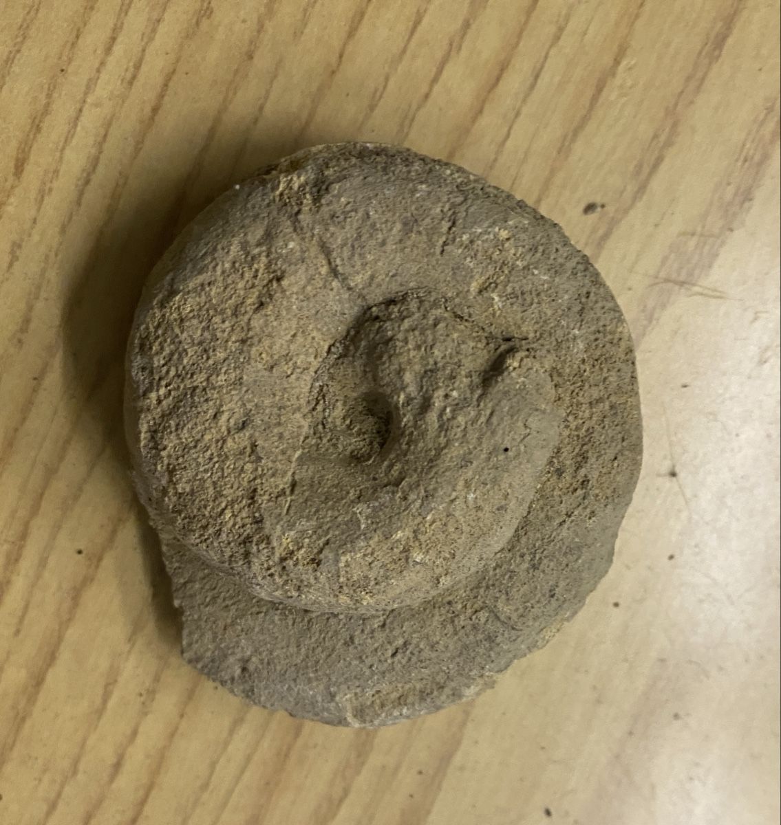 Fossili: Fossilien Schweiz – Usato da Liestal venduto da Stephanoceras1 3