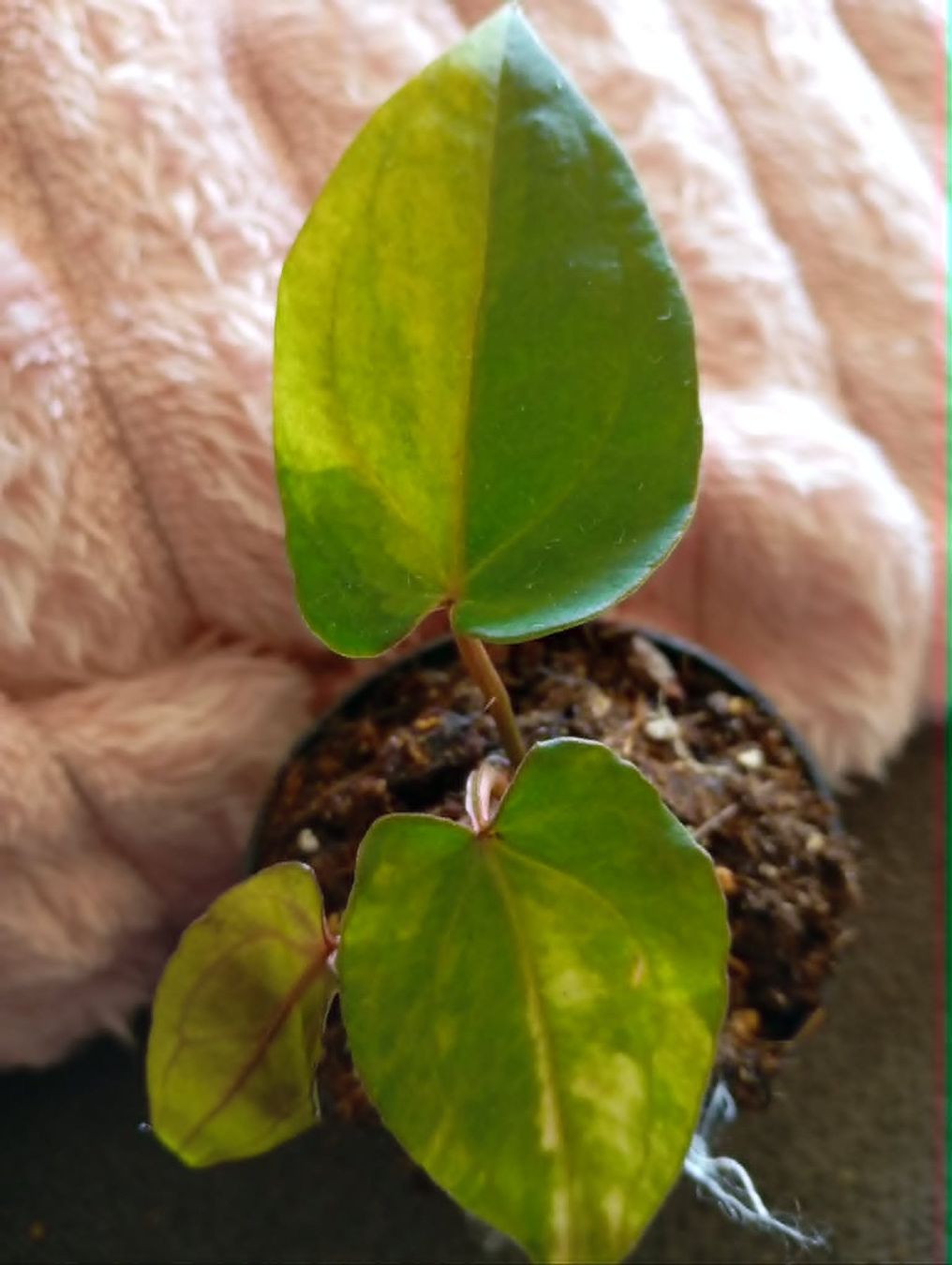 Piante & sementi: anthurium red vein dark phoenix variegata – Nuovo e nell'imballaggio originale da Mönchaltorf venduto da engel3333