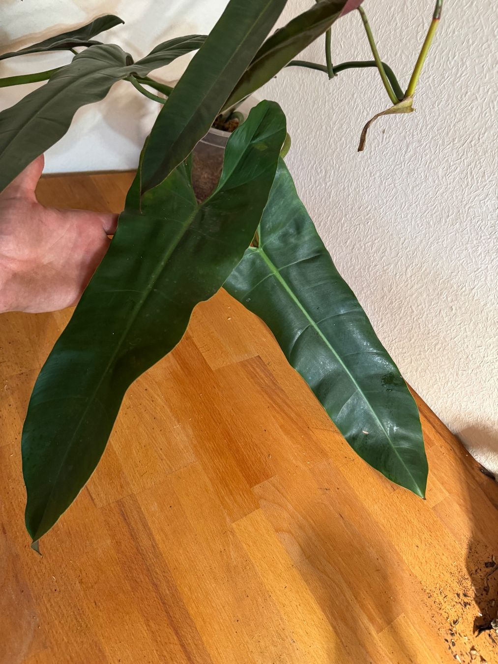 Pflanzen & Samen: XXL Philodendron Atabapoense Steckling – Gebraucht aus Männedorf von mrclst 3