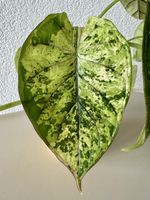 Alocasia Dragon Scale Mint Variegata – Rooted Rhizome 🌱