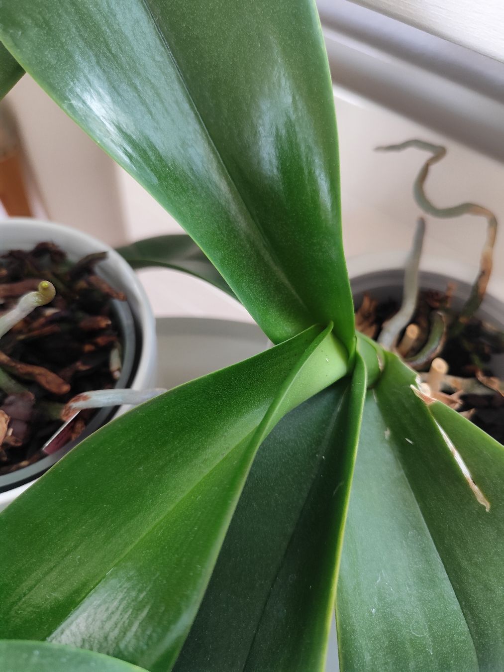 Pflanzen & Samen: 5 gesunde Orchideen mit Töpflis – Gebraucht aus Zürich von Claudia_Zueri 5