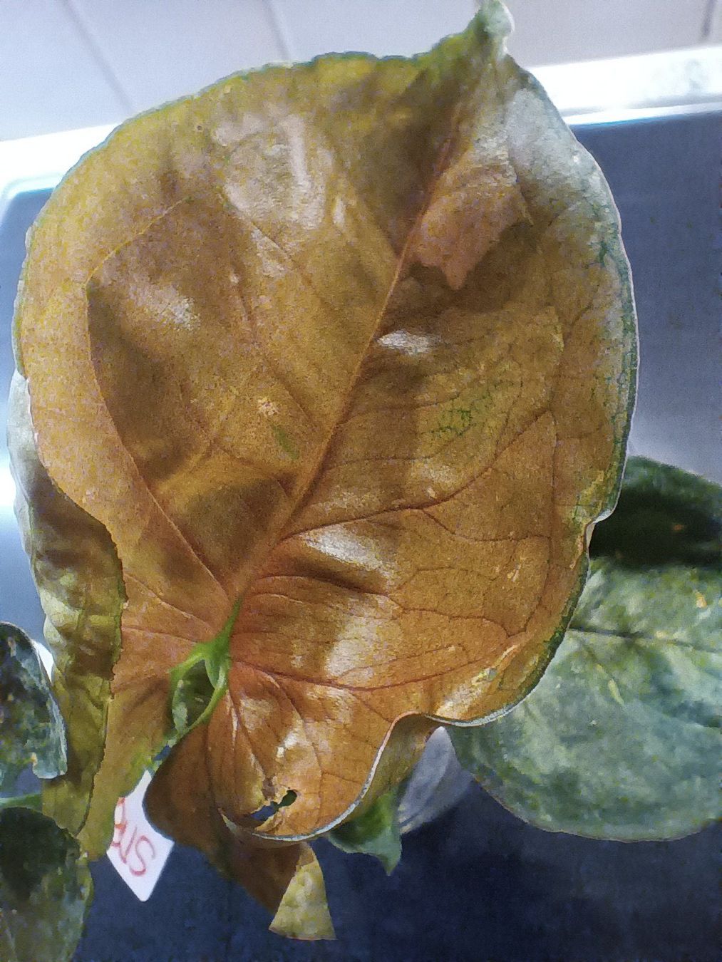 Plantes & graines: Syngonium Pflanzen Paket – D'occasion à Neerach par Pudelmax 5