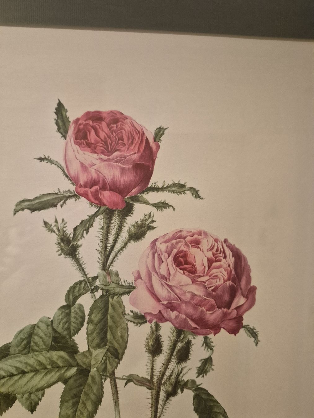 Grafica & Litografie: Wunderschöne Rosen-Lithographie, gerahmt,  gross! – Usato da Frauenfeld venduto da mel_2gqy 2