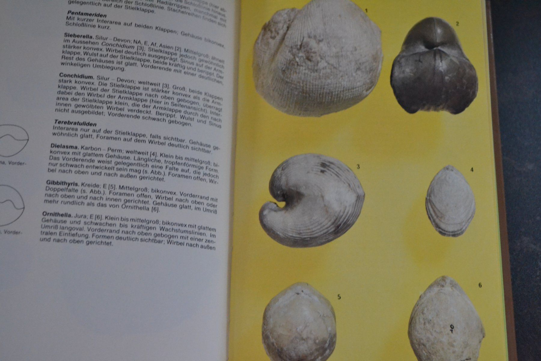 Libri: DER Kosmos Steinführer – Usato da Beinwil am See venduto da kajak55 6