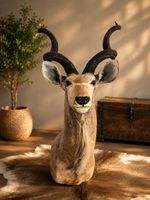 Trophäe Kudu Bock Geweih Präparat Jagddeko Wanddeko