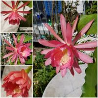 Epiphyllum Blattkaktus Epicactus Hodapp Blüte gross, rosa