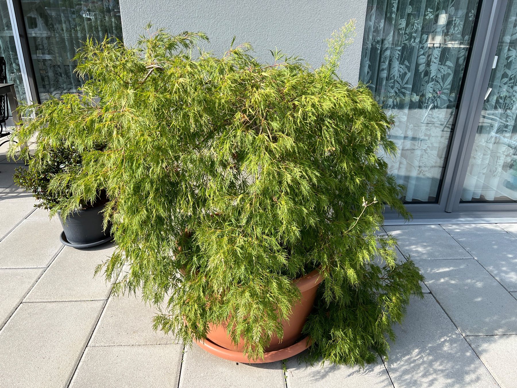 Piante & sementi: Japanischer Ahornbaum – Usato da Ehrendingen venduto da Nr.7