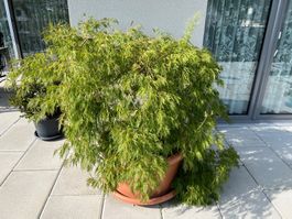 Japanischer Ahornbaum