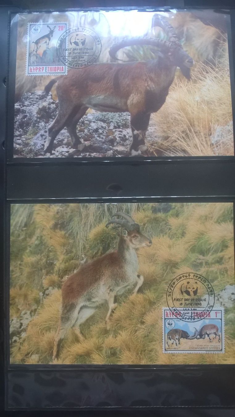 Tutti i francobolli: Äthiopien 1990 Satz WWF Steinbock Maximumkarten – Nuovo (secondo la descrizione) da Liestal venduto da schnueps
