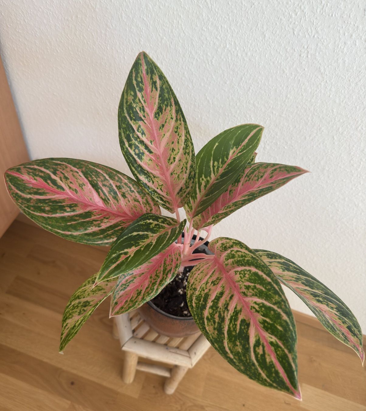 Pflanzen & Samen: Aglaonema Cocomelon mit Neuaustrieb – Neu (gemäss Beschreibung) aus Basel von tamy90 1