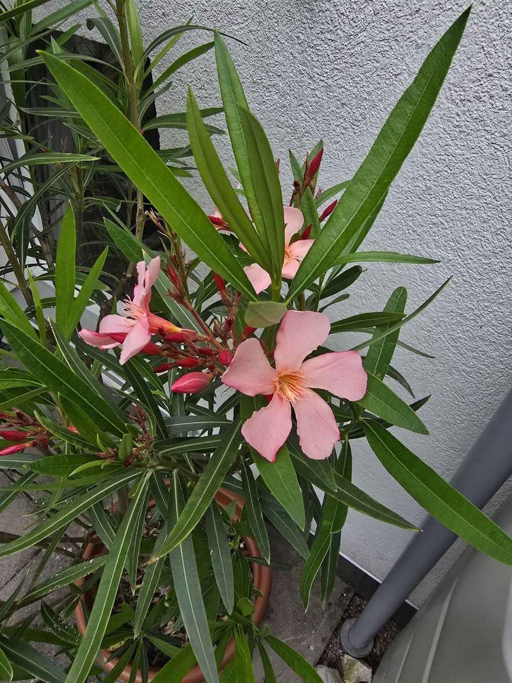 Pflanzen & Samen: Oleander Hochstamm hellrosa – Gebraucht aus Aarburg von popkorn65 1