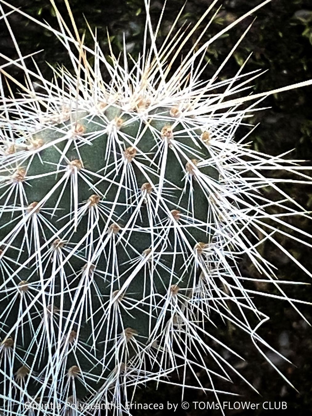 Piante & sementi: Opuntia Polyacantha Erinacea - "Grizzly Bear"- winterhart – Nuovo e nell'imballaggio originale da Adliswil venduto da astom369 3