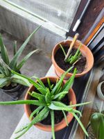 Aloe Vera Ableger, direkt aus dem Topf, Jungpflanzen, Bio