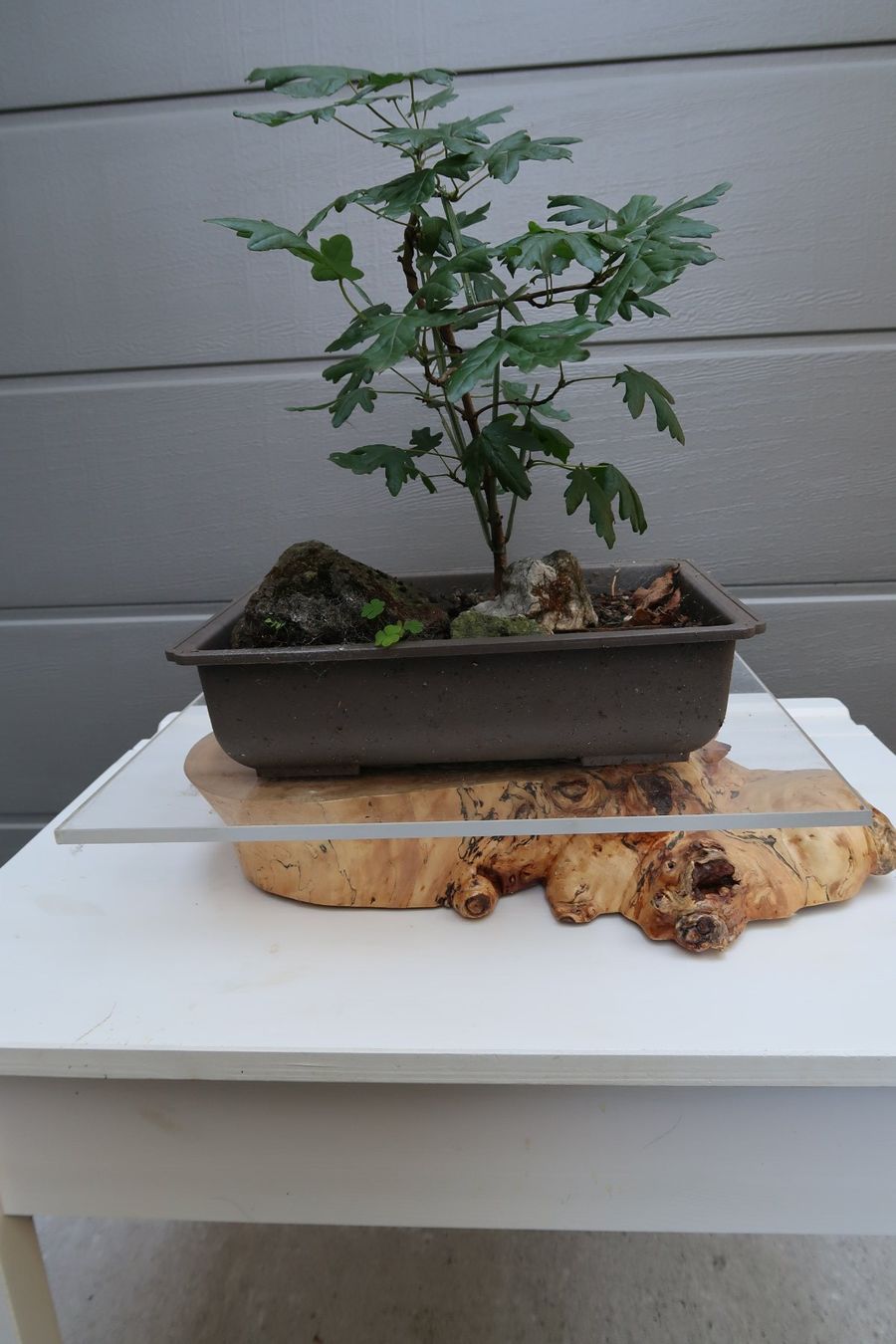 Articoli in legno: Bonsai – Nuovo (secondo la descrizione) da Büsserach venduto da Petiteplante 2