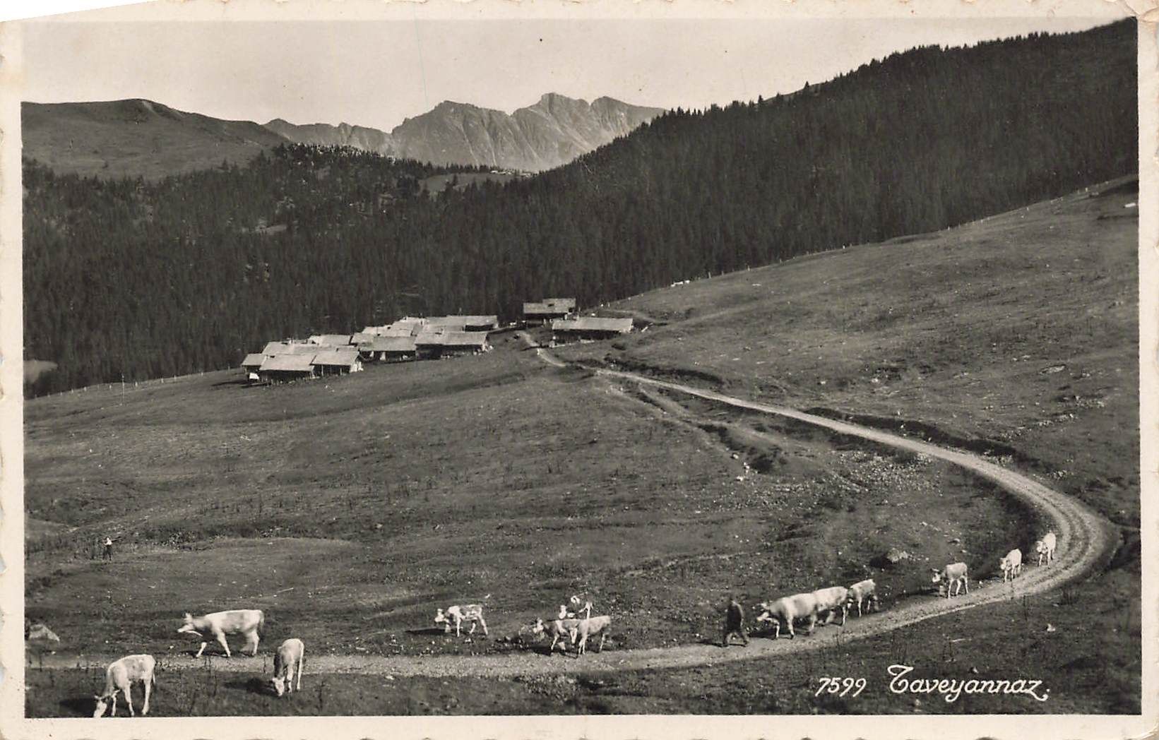 Cartes postales: Taveyannaz – D'occasion à Biasca par Blenio71