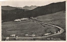Taveyannaz