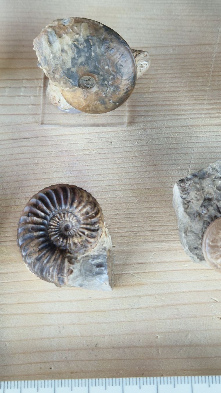 Fossili: Div. Ammoniten aus Deutschland  – Usato da Niederhasli venduto da rehauge01 2